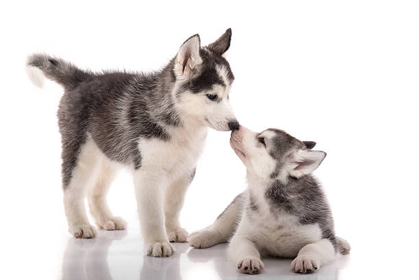 Two siberian husky puppies kissing on white background Two siberian husky puppies kissing on white background isolated siberian husky stock pictures, royalty-free photos & images