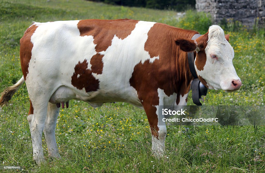 cow grazing in the meadow in the mountains 1 red and white cow grazing in the meadow in the mountains Cow Stock Photo