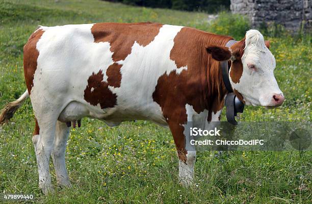 Cow Grazing In The Meadow In The Mountains 1 Stock Photo - Download Image Now - Cow, Piebald, 2015