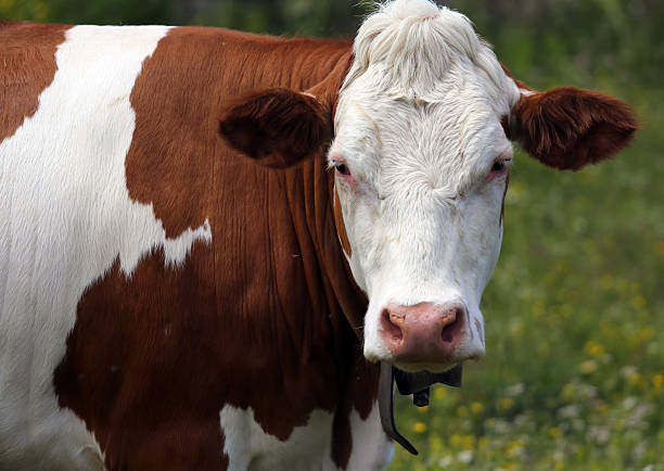 istock cow grazing in the meadow in the mountains 479899452