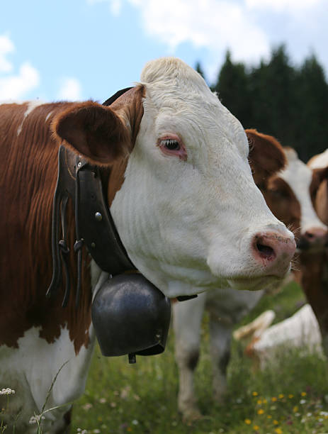 istock cow grazing in the meadow in the mountains 479899458
