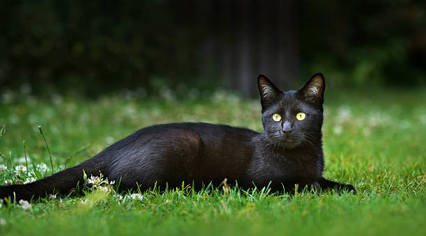 istock cute little black kitten lying in the grass 479899642