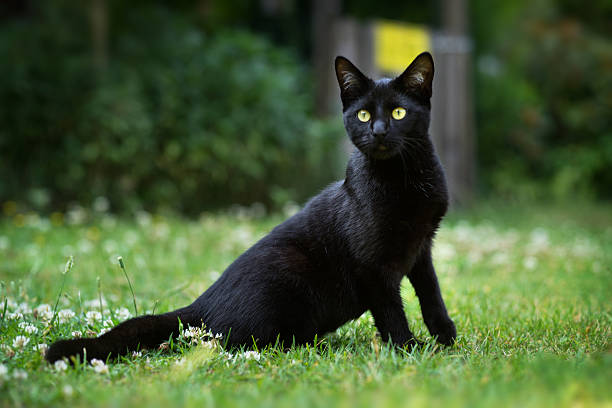 istock Cute black kitten outdoors 479899652