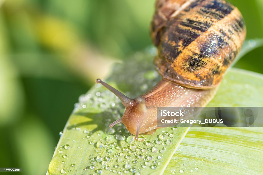Crawling snail on green leaf with dew drop Close-up photography of one garden common brown snail animal, crawling on large green leaf with drop water dew in morning sunlight. Selective focus on the animal. Escargot Stock Photo