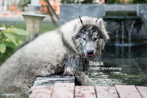 Close Up Dirty Siberian Husky Stock Photo - Download Image Now - Dog, Swimming Pool, 2015