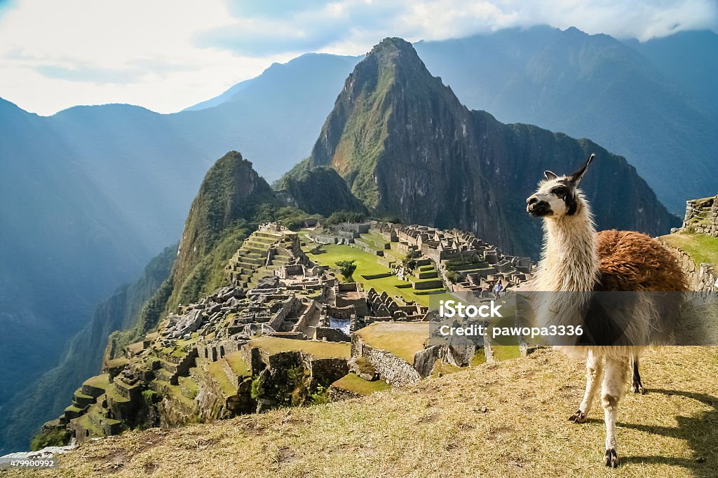 Lama And Machu Picchu Llama in front of ancient inca town of Machu Picchu Peru Stock Photo