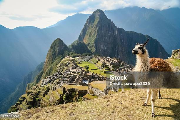 Lama And Machu Picchu Stock Photo - Download Image Now - Peru, Machu Picchu, Llama - Animal