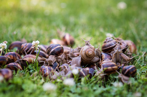 Lot of snails in the grass- outdoor photo