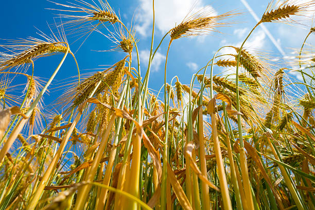 istock Wheat growing on a sunny field in summer 479903432