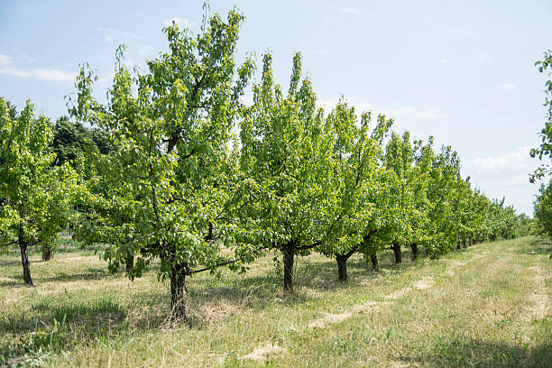 istock garden of fruit trees 479903678