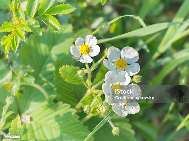 Strawberry Flowers And Foliage Stock Photo - Download Image Now - 2015, Agriculture, Animal Body Part