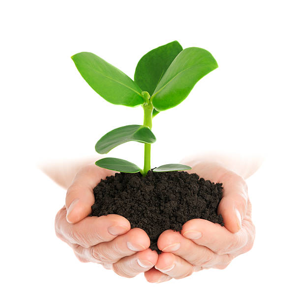 istock Green plant in hand new life 479904904