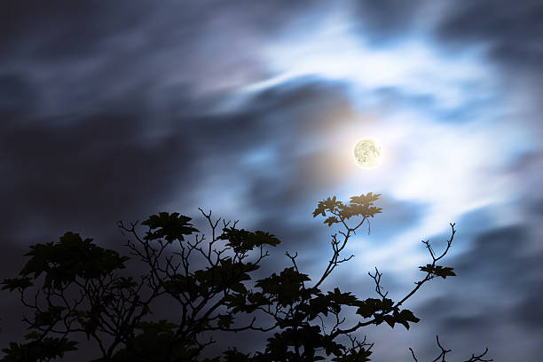 istock Silhouettes of the forest with Moon and clouds 479905206
