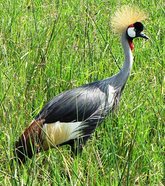 istock East African Crowned Crane 479905680