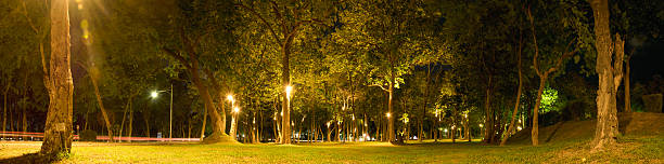 Trees in forest with warm light at night stock photo