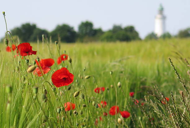 istock Poppies at Stevns Klint, Denmark 479906078