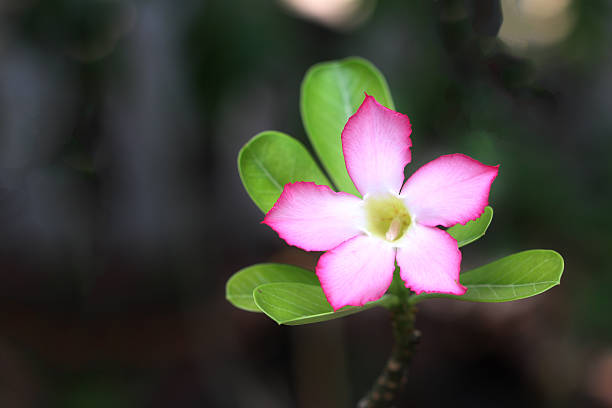 istock Close up Pink Desert rose breeze 479906258