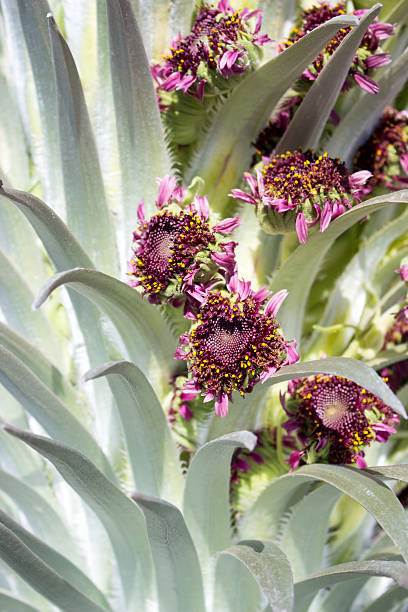 silversword flores - haleakala silversword fotografías e imágenes de stock