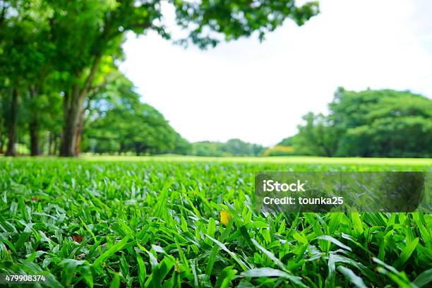Verschwommene Hintergründe Grünen Rasen Und Bäume Im Green Park Stockfoto und mehr Bilder von Aufnahme von unten