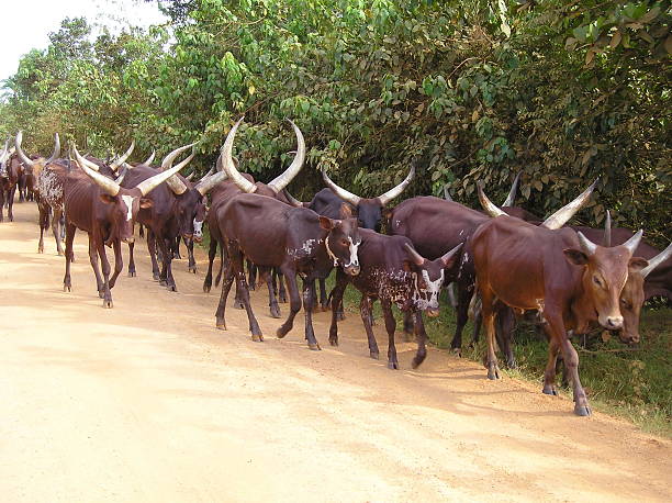 istock Large herd of Ankole cattle 479909224