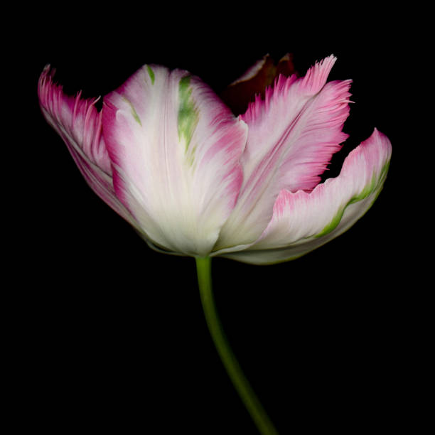 istock XXXL:Pink and White parrot tulip isolated against a black background 479909306