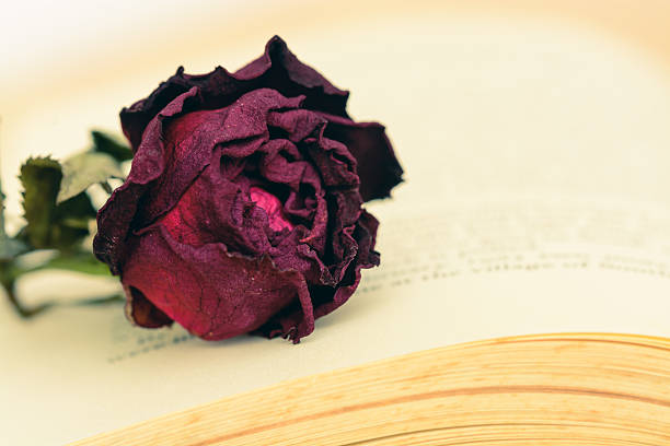istock Dry red rose on vintage old book 479909344