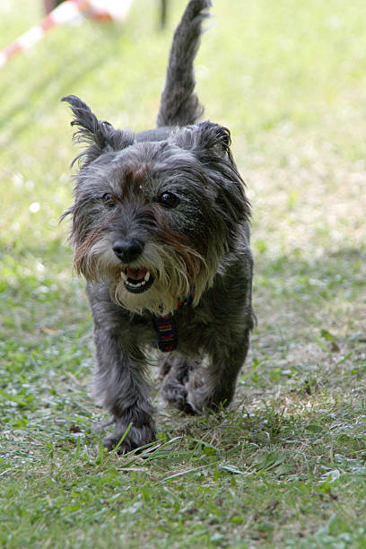 istock Mixed-breed dog in a dog race 479909812