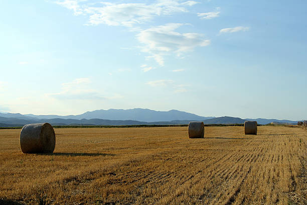 istock field with straw in Navata, Girona, Spain 479909910