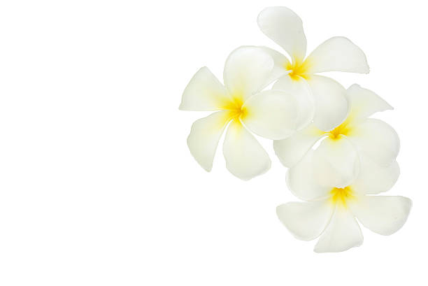 istock Plumeria, Tropical flower 479909996