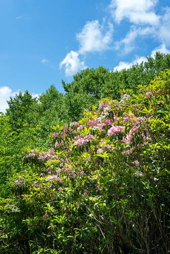 Rhodoendrons on a hillside with clouds against a blue sky overhead.