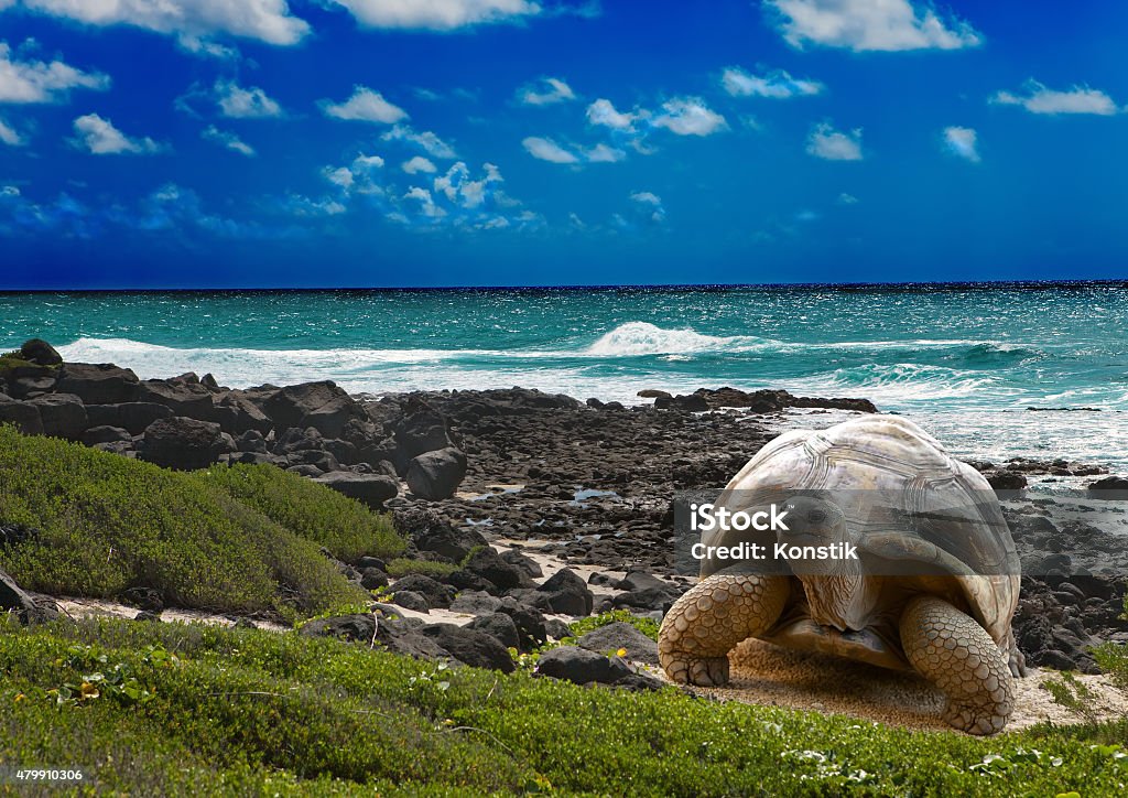 Large turtle  at  sea edge on background of tropical landscape Large turtle  at the sea edge on background of a tropical landscape Galapagos Islands Stock Photo