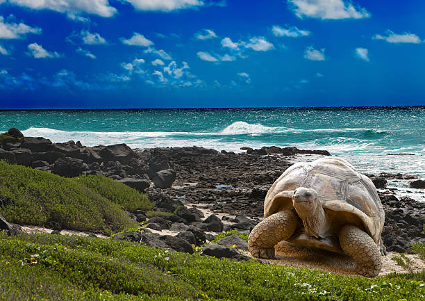 Large turtle  at  sea edge on background of tropical landscape stock photo