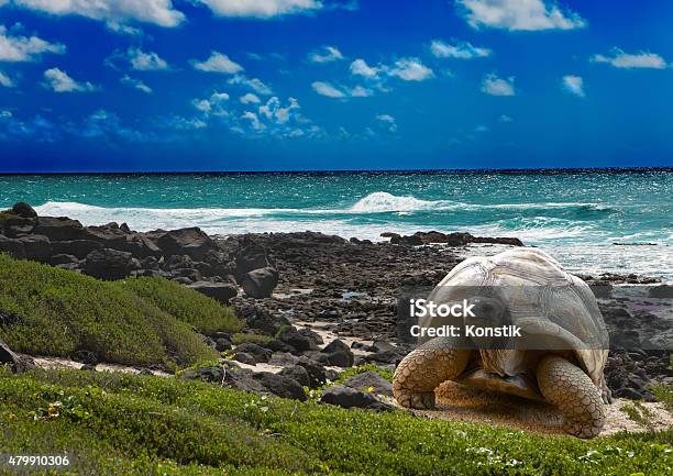 Large Turtle At Sea Edge On Background Of Tropical Landscape Stock Photo - Download Image Now
