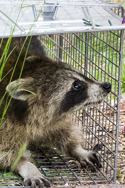 istock Raccoon in Trap 479910390