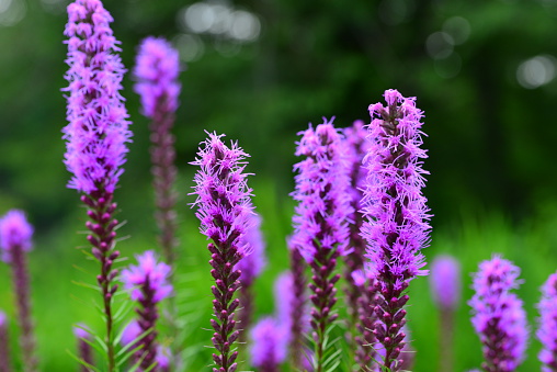 Liatris pycnostanchya (also called prairie blazing star etc.) is perennial ornamental plant. Nearly half of the stem is the flower spike; a spike of rayless, rose-purple, cylindrical, stalkless heads densely crowded on a coarse, hairy, leafy stem.