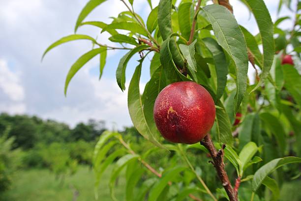 istock Ripe red nectarine on the tree in an orchard 479914364