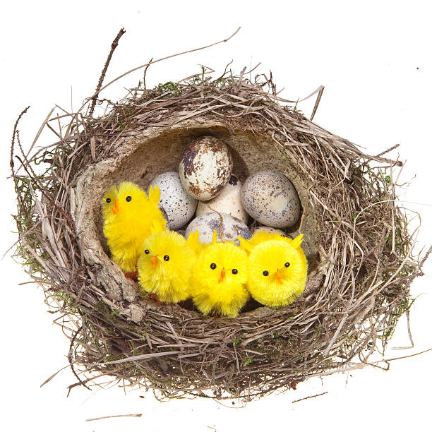 istock Nest with eggs and chickens on white background 479917026