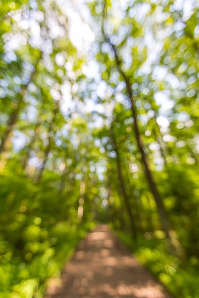 istock Abstract landscape of defocused summer forest 479917128