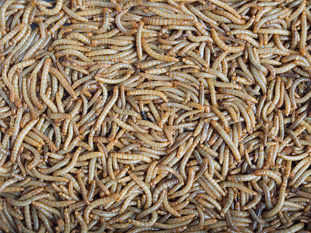 istock Groups of Mealworm or worms for birds. 479917190