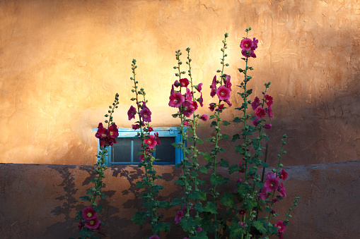 Bright pink hollyhocks against an orangish adobe wall in morning light. A blue window is visible. A bit of copy space on the sunny wall. Shot in Santa Fe, NM.