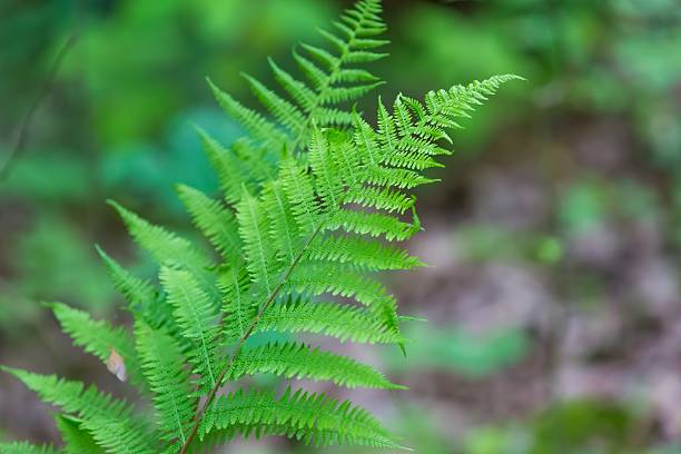 istock Wild fern growing in forest 479917530