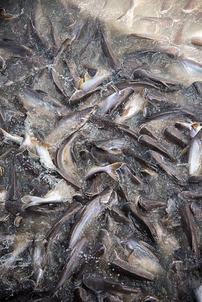 istock Feeding Frenzy of Fish (mostly catfish) 479917548