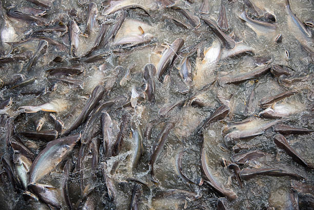 istock Feeding Frenzy of Fish (mostly catfish) 479918208