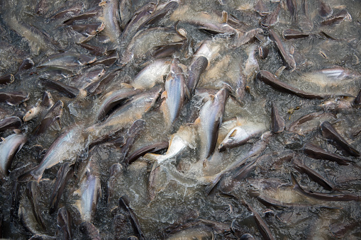 Feeding Frenzy of Fish (mostly catfish)