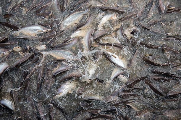 istock Feeding Frenzy of Fish (mostly catfish) 479918230