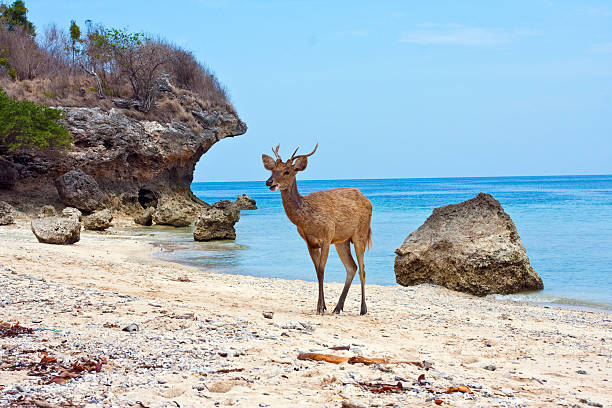 istock Deer standing on a sandy beach near to seacoast 479920976