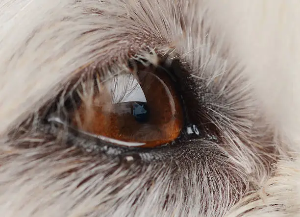 Close up of dogs eye