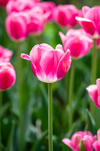 istock Field of multi color tulips 479920991