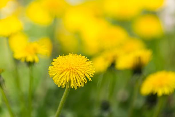 istock Beautiful blooming yellow dandelions 479921016