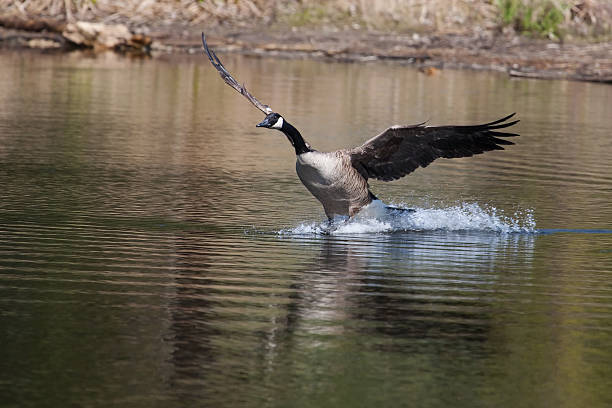 istock Canadian goose landing on water 479921029